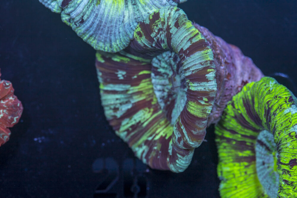 Trachyphyllia