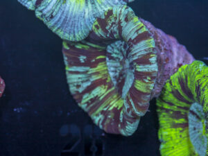 Trachyphyllia