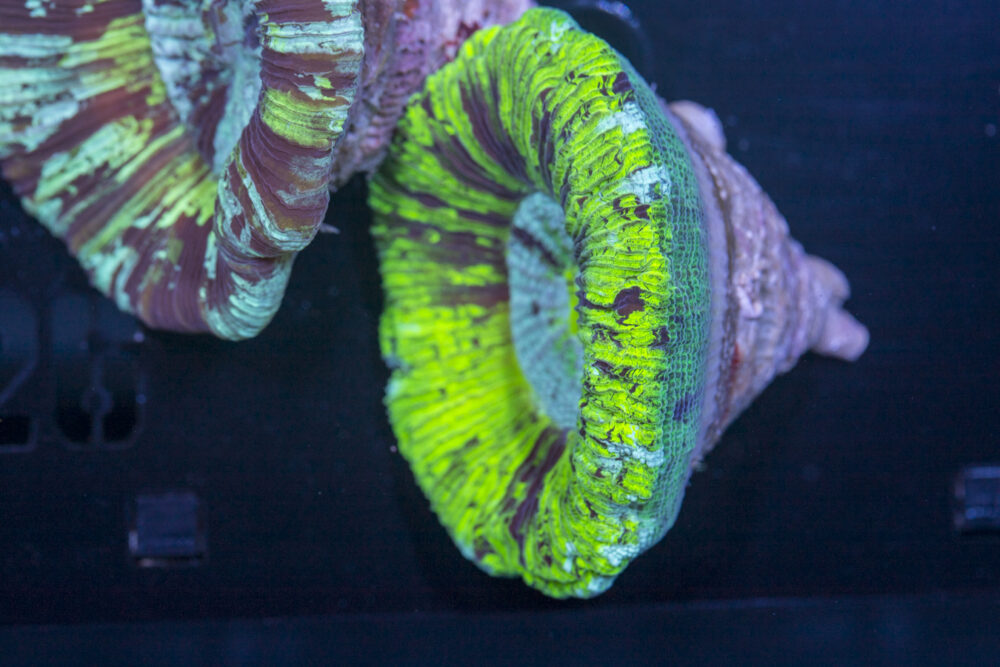 Trachyphyllia