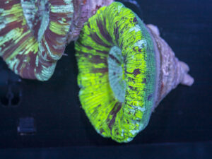 Trachyphyllia