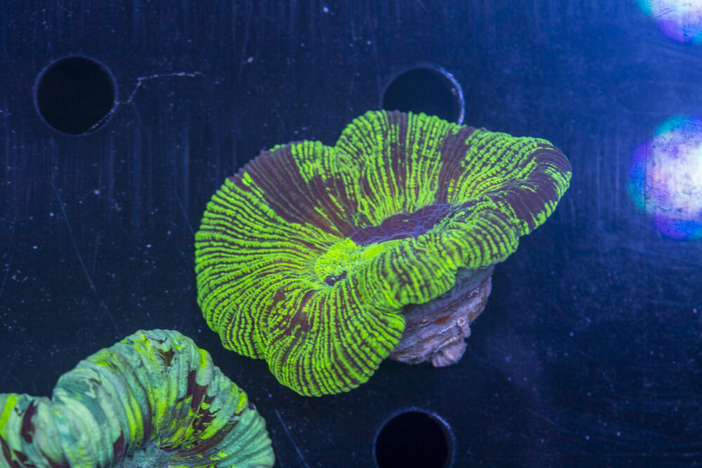Trachyphyllia