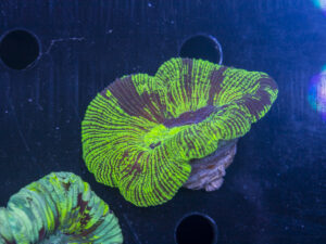 Trachyphyllia