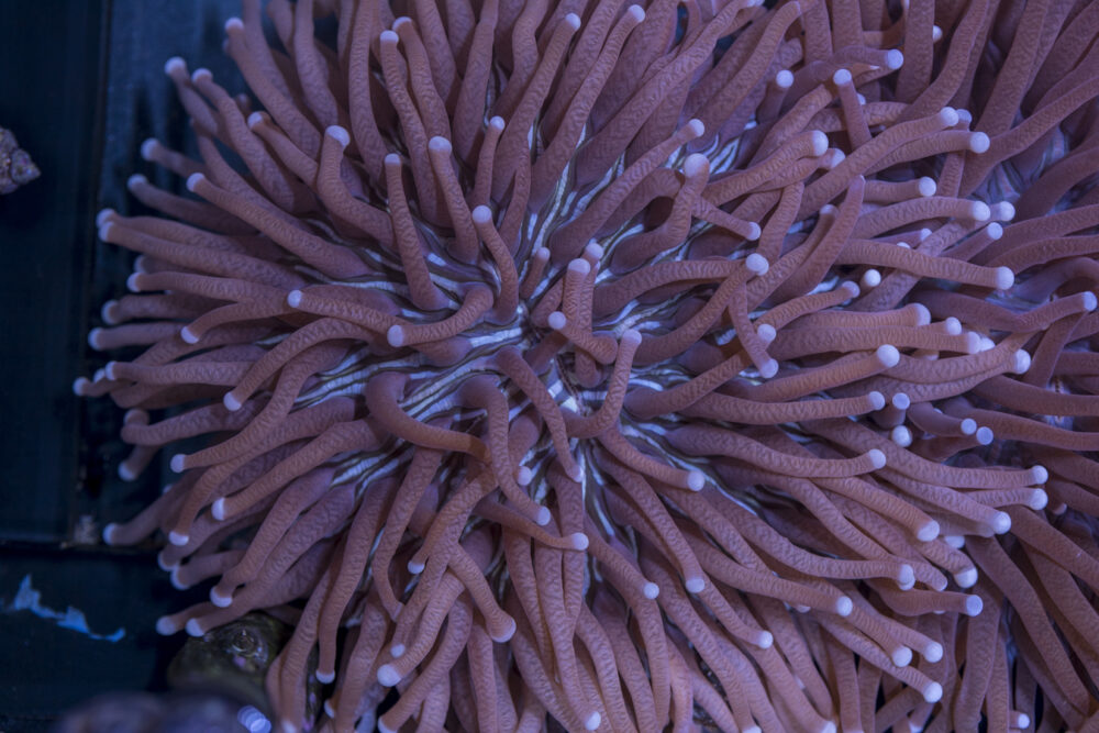 Heliofungia