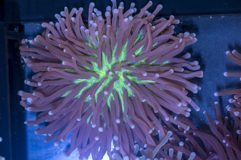Heliofungia