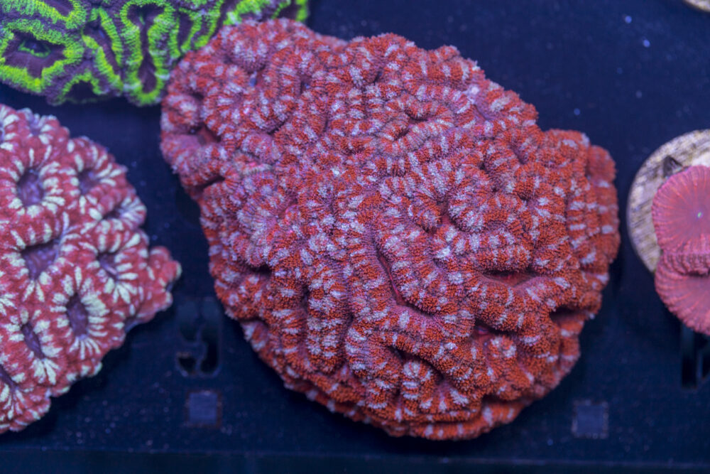 Acan - Lord Howe