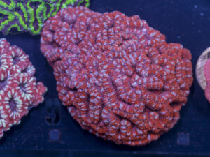 Acan - Lord Howe