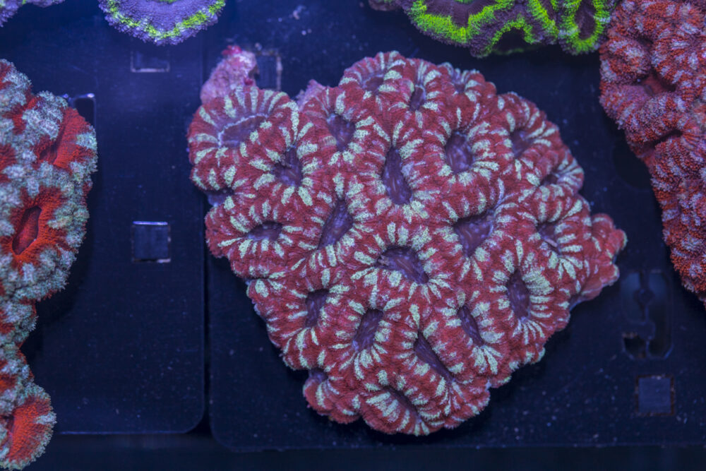 Acan - Lord Howe