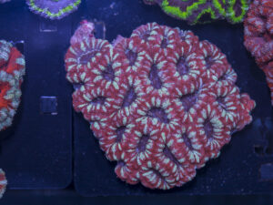 Acan - Lord Howe
