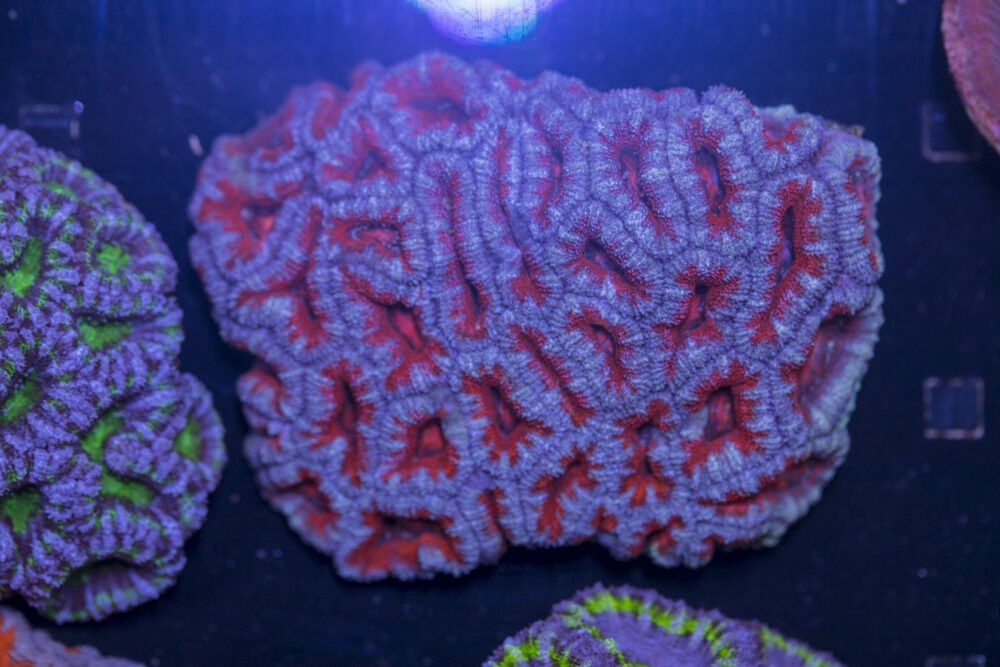 Acan - Lord Howe