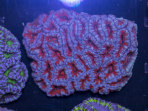 Acan - Lord Howe