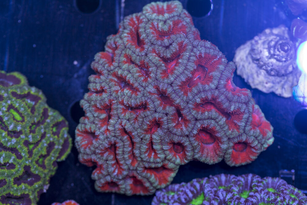 Acan - Lord Howe