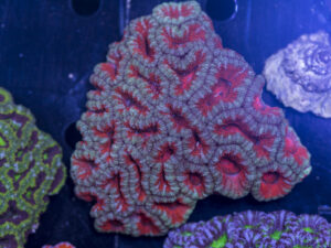 Acan - Lord Howe