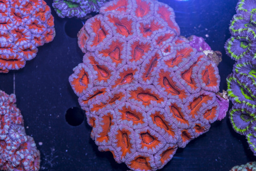 Acan - Lord Howe