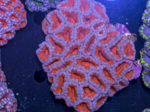 Acan - Lord Howe
