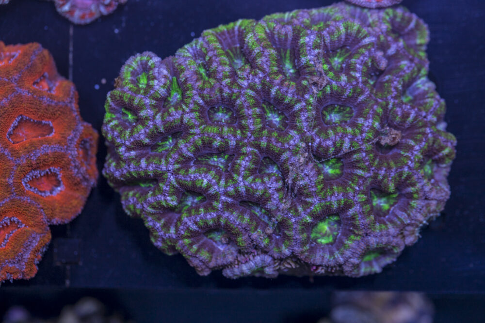 Acan - Lord Howe