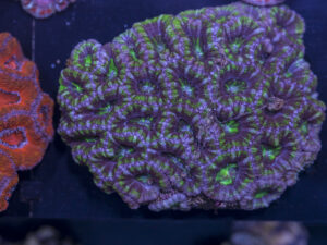 Acan - Lord Howe