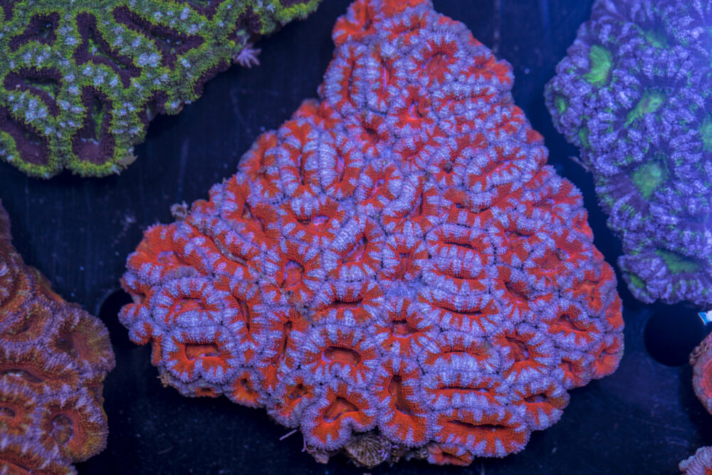 Acan - Lord Howe