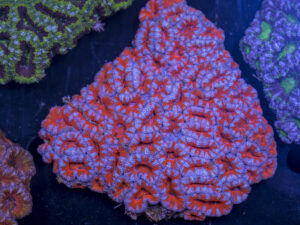 Acan - Lord Howe