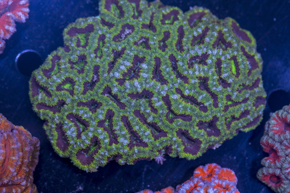 Acan - Lord Howe