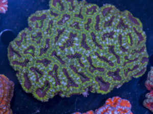 Acan - Lord Howe