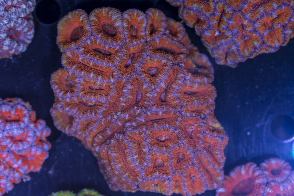 Acan - Lord Howe