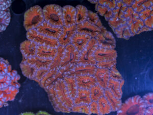 Acan - Lord Howe