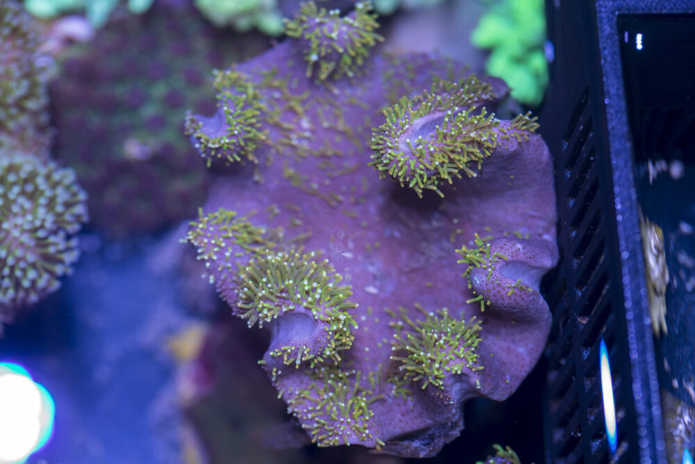 Toadstool Leather
