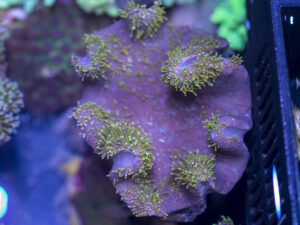 Toadstool Leather