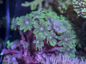 Clavularia