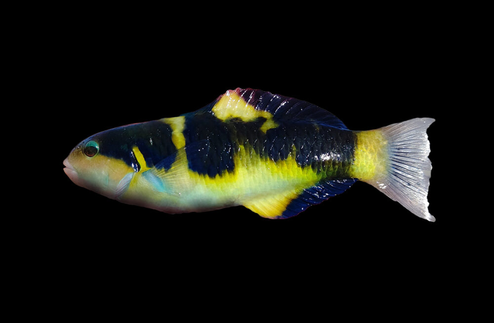 Jansen's Wrasse
