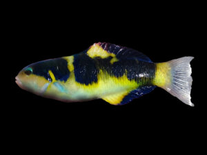 Jansen's Wrasse