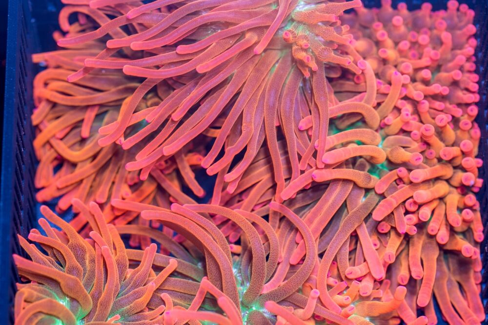 Bubble Tip Anemone - Forest Fire