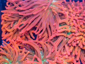 Bubble Tip Anemone - Forest Fire