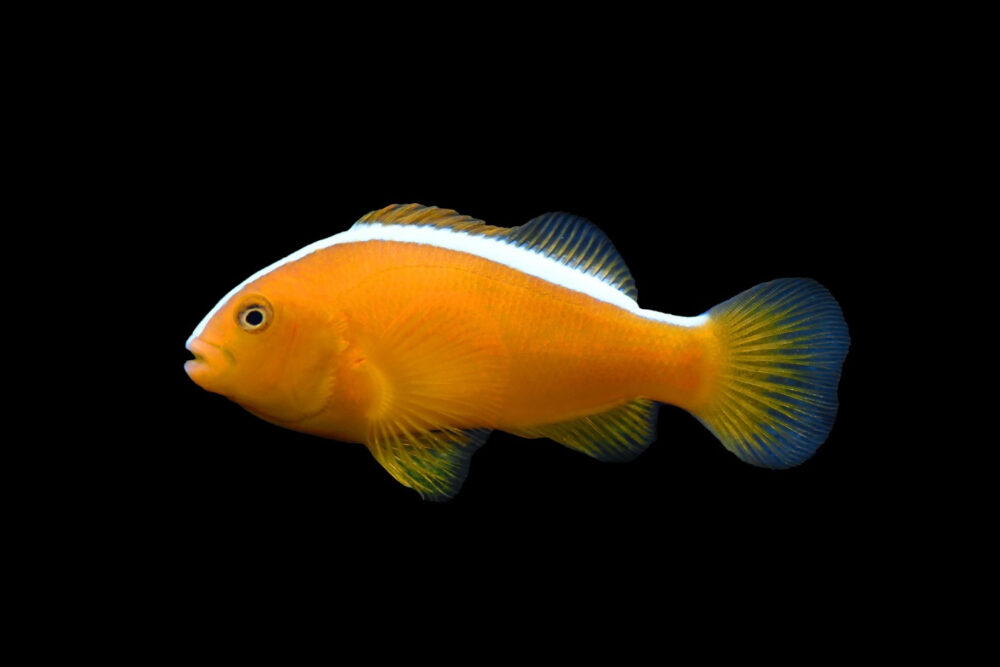 Orange Skunk Clownfish