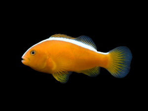 Orange Skunk Clownfish