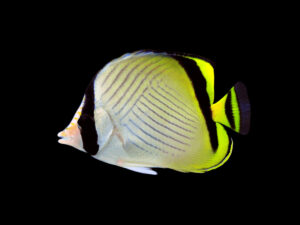 Vagabond Butterflyfish