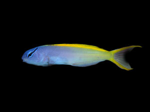 Yellowtail Fangblenny