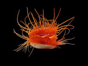 Cart 2 Flame Scallop