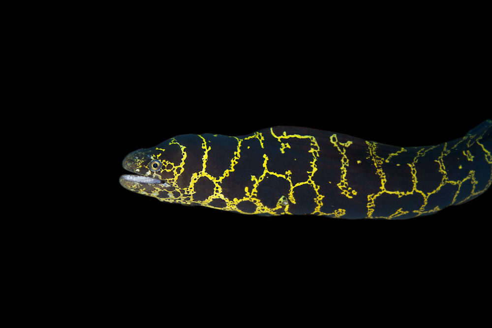 Gold Chain Moray Eel