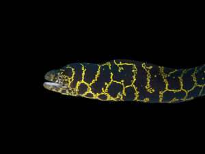 Gold Chain Moray Eel