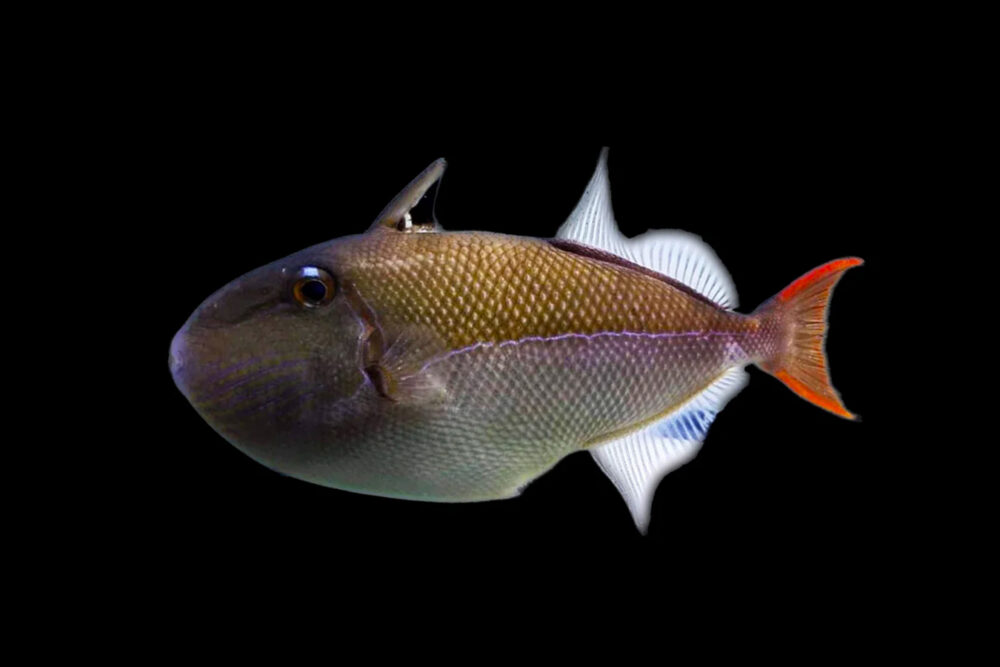 Goldenback Triggerfish
