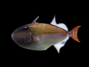 Goldenback Triggerfish