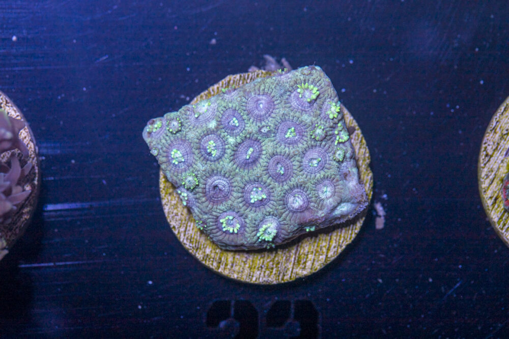 A11 - Goniopora
