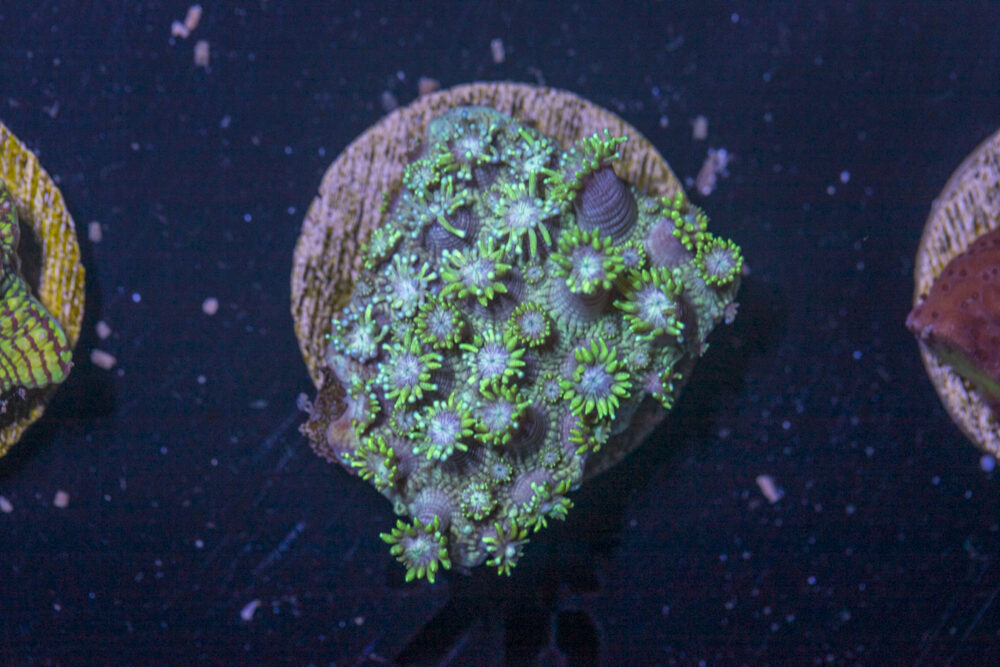 A14 - Goniopora