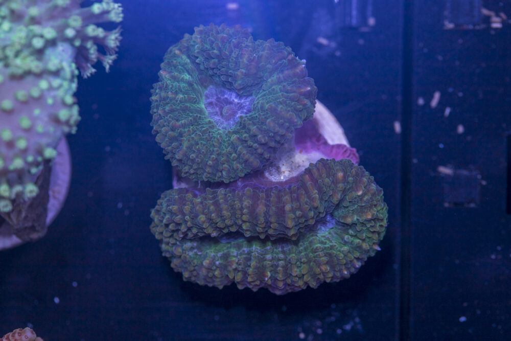 B02 - Lobophyllia