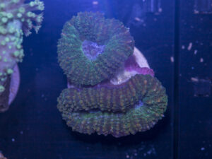 B02 - Lobophyllia