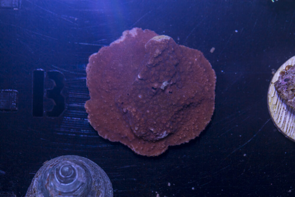 B10 - Montipora