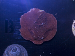 B10 - Montipora
