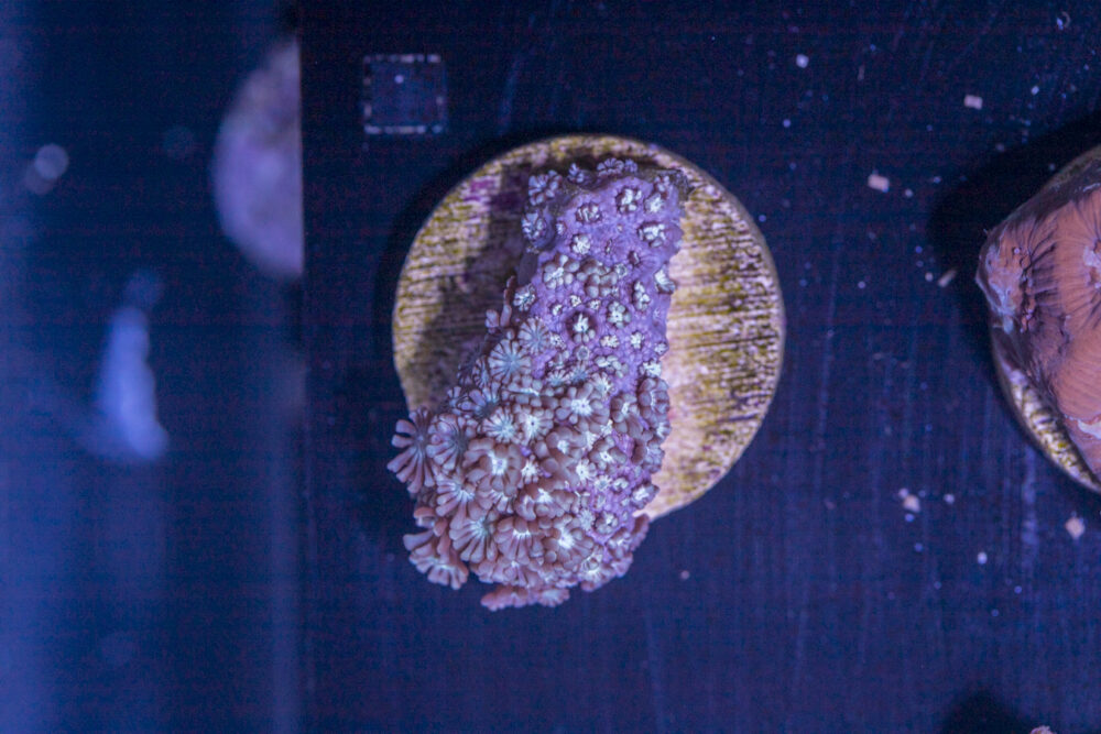 C16 - Alveopora