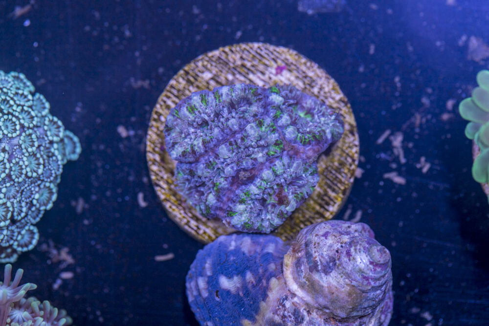 D07 - Acan